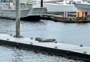 Photo of seals lounging